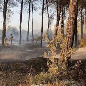 Muğla'da maytap ile ormanı yaktılar
