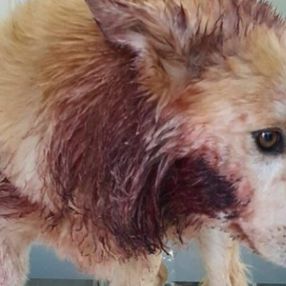 Aydın'da bir kişi, çaldığı köpeğin çenesini bıçakla kesti