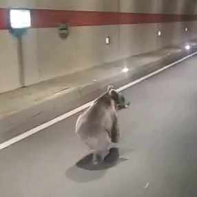 Gümüşhane’de ‘kestirme olsun’ diye tüneli kullanan uyanık ayı