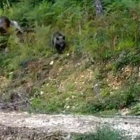 Düzce'de bal komasına giren ayı 'Balkız' yeniden görüldü