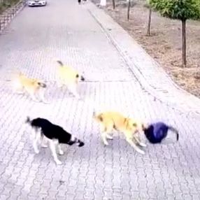 Ankara’da lise öğrencisi köpeklerden zor kurtuldu: O anı anlattı