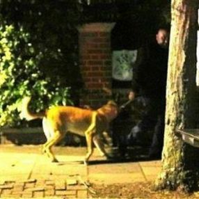 Mesut Özil, Kangal köpeklere güveniyor