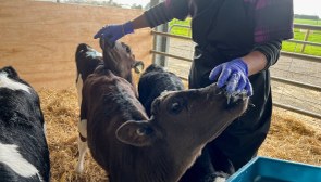 Yeni Zelanda'da emisyonlara karşı inek gazının vergilendirilmesi önerildi