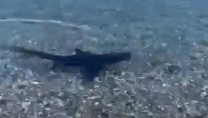 Muğla'da sahilde köpek balığı görüldü