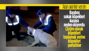 Aksaray'da kazalara karşı sokak köpeklerine reflektörlü tasma uygulaması