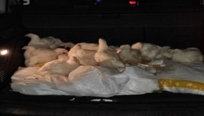 Bolu’daki çiftlikten 100 tavuk çalan 2 şüpheli yakalandı
