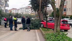 Bursa'da alkollü sürücü ağacı devirerek durabildi