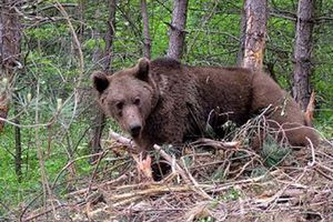 D�zce�de ay�ya ta� att�, pen�elerinden ka�amad�