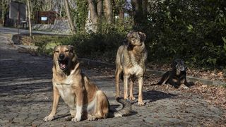İBB Müdürü sokak köpeğinden korunma yöntemini söyledi! Köpeği anlamaya çalışmalıyız