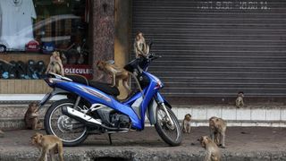 Tayland'da maymunların istila ettiği şehir: Dükkanlar kepenk kapattı