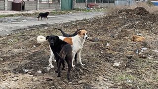 Türkiye'nin kanayan yarası: Başıboş köpek terörü çözüm bekliyor