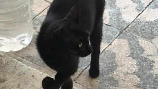 Antalya'da 'kayıp kara kediler' bilmecesi