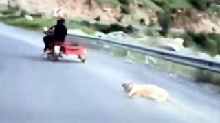 Kahramanmaraş'ta köpeği motosikletle sürükleyen sürücü gözaltına alındı