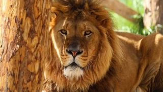 Antalya'da hayvan parkından kaçan aslan öldürüldü