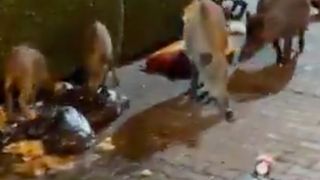 Marmaris'te iki gencin sokakta çektiği video: Domuz dolu