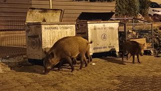 Marmaris sokaklarında artık turistten çok domuz var