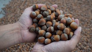 TMO: Giresun kalite fındığın kilosu 200, Levant kalitenin kilosu 195 lira oldu