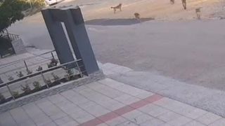 Bursa'da başıboş köpek dehşeti