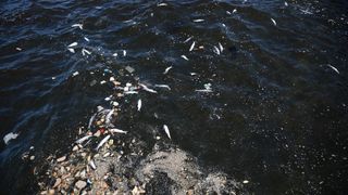 İzmir Körfezi'ndeki balık ölümleri sürüyor: Vatandaş tepkili