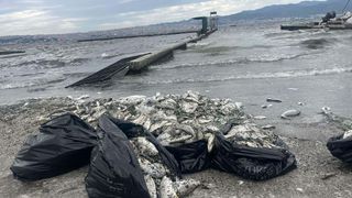 İzmir Körfezi'nde kötü koku sürüyor: Denizin rengi kahverengiye döndü