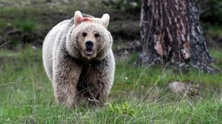 Japonya'da ayı alarmı: Trafik kazalarının sayısı rekor kırdı