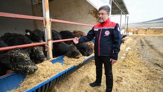 Kırmızı et üretimini artıracak projede hayvan teslimleri başladı