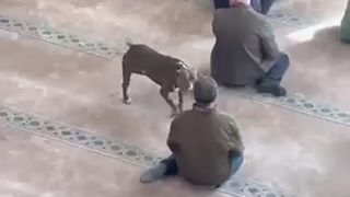 Kocaeli'de cuma vaazı sırasında camiye pitbull girdi