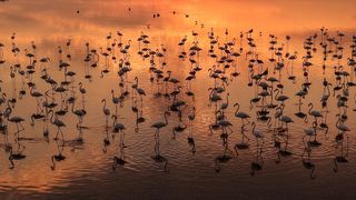 Van Gölü Havzası'nın misafirleri: Flamingolar