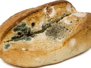 Ekmek neden küflenir? Çözümü bu kadar basitmiş..