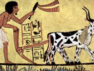Kurban karşıtlığına kılıf! Vejetaryen ve vegan: Köhne bir inanç