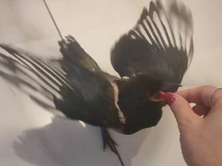 Sakarya'da hayatını kurtardığı saksağını yanından ayırmıyor