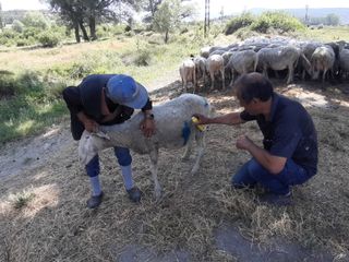 Bolu'da başıboş köpekler sürüye saldırdı: Hayvan sahibi isyan etti