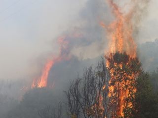 Manisa'nın Kula ilçesinde orman yangını