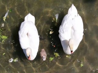 15 yıl sonra bir ilk! Kuğulu Park'a yumurtadan beyaz kuğu çıktı