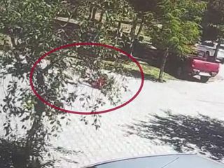 Bitlis'te köpeklerin saldırısına uğrayan küçük kız son anda kurtarıldı