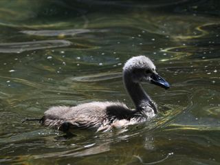 Kuğulu Park'ta dünyaya gelen beyaz kuğunun ismi 'Parla' oldu