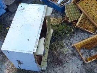 Bolu'da kovanlarına ayı saldırdı: Şükür, bir tanesini parçalamış
