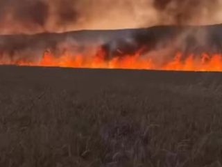 Diyarbakır'da buğday tarlasında yangın