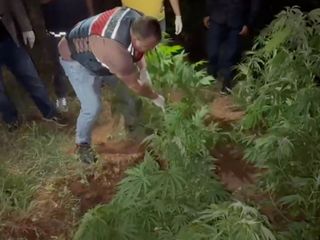 Kırıkkale'de kenevir bahçesine çevrilen eve operasyon: 2 gözaltı