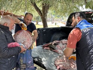 Sinop’ta kaçak avlanan 1611 kalkan balığı vatandaşa dağıtıldı