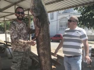 Meriç Nehri’nde 80 kiloluk dev yayın balığı yakalandı