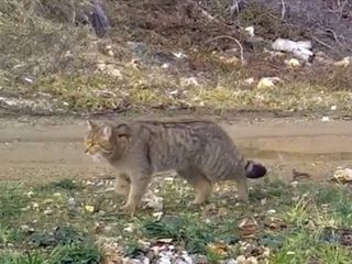 Bursa'da yaban kedisi fotokapanla görüntülendi