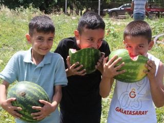 Adana’da karpuz fiyatları çakıldı: Tarlada 5 TL