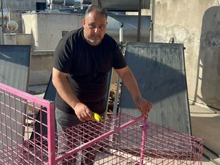 Mersin'de çatılara kurulan kafes de işe yaramadı: Firari maymun hala yakalanamadı