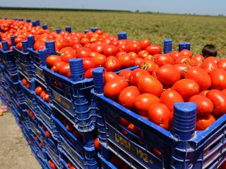 Adana'da domatesin tarlada kilogram fiyatı 3 liraya kadar düştü