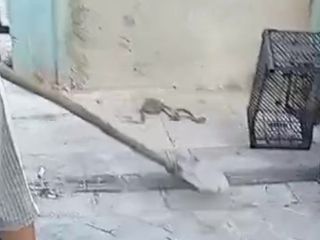 Denizli'de görülen yılan tedirgin etti