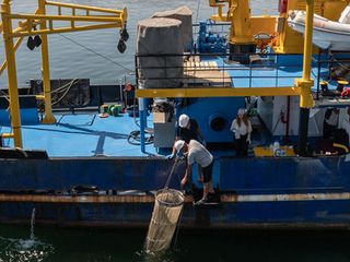 Marmara'da müsilaj oluşumu azaldı
