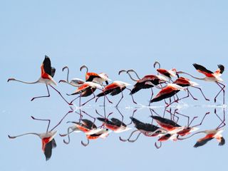 Kuraklık, Tuz Gölü'ndeki flamingo cennetini tehdit ediyor
