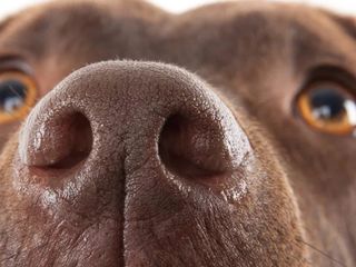 Köpeklerin Burnunu Bile Aldatıyor! Bu Maddeyi Koklayamıyorlar...