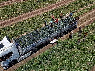 Adana’da karpuz fiyatları dibe vurdu: Kilosu 2,5 lira